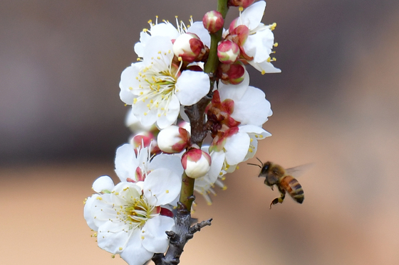 봄 외출 나온 꿀벌