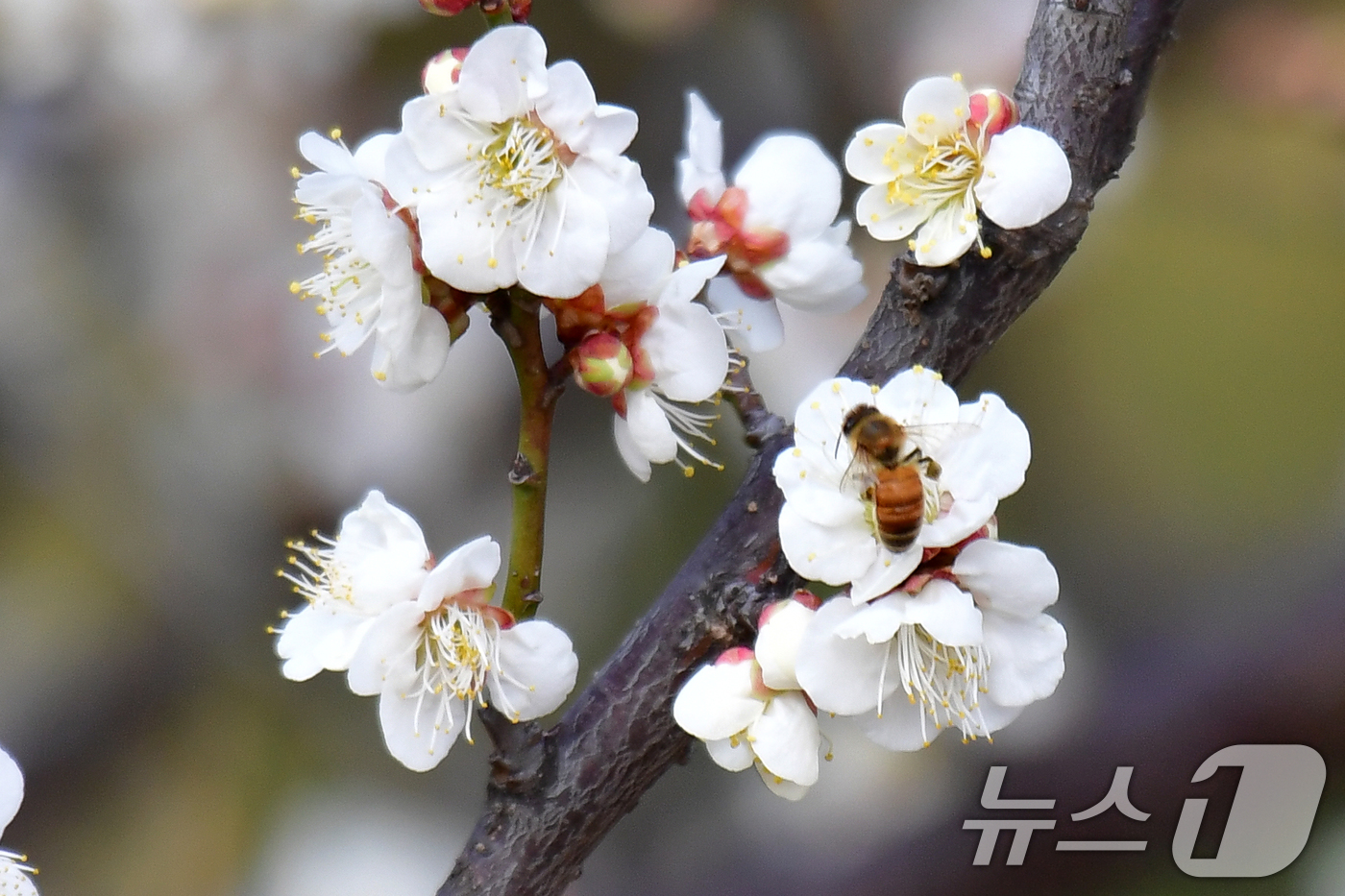 (포항=뉴스1) 최창호 기자 = 22일 오후 경북 포항시 장성동 야산에서 꿀벌들이 매화꽃으로 날아들고 있다. 2026.2.22/뉴스1