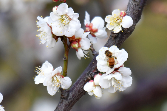매화꽃에 앉은 꿀벌