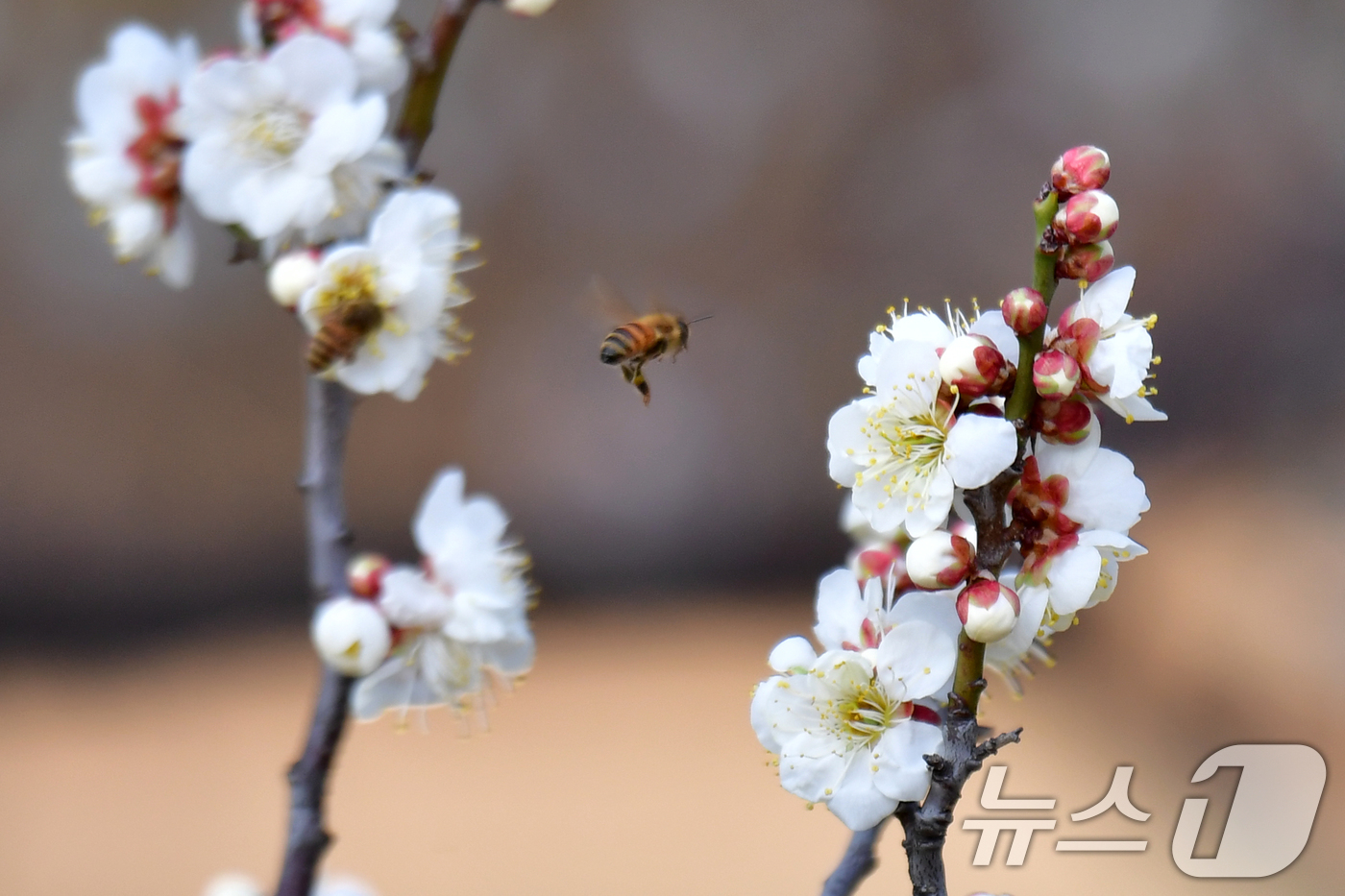 (포항=뉴스1) 최창호 기자 = 22일 오후 경북 포항시 장성동 야산에서 꿀벌들이 매화꽃으로 날아들고 있다. 2026.2.22/뉴스1
