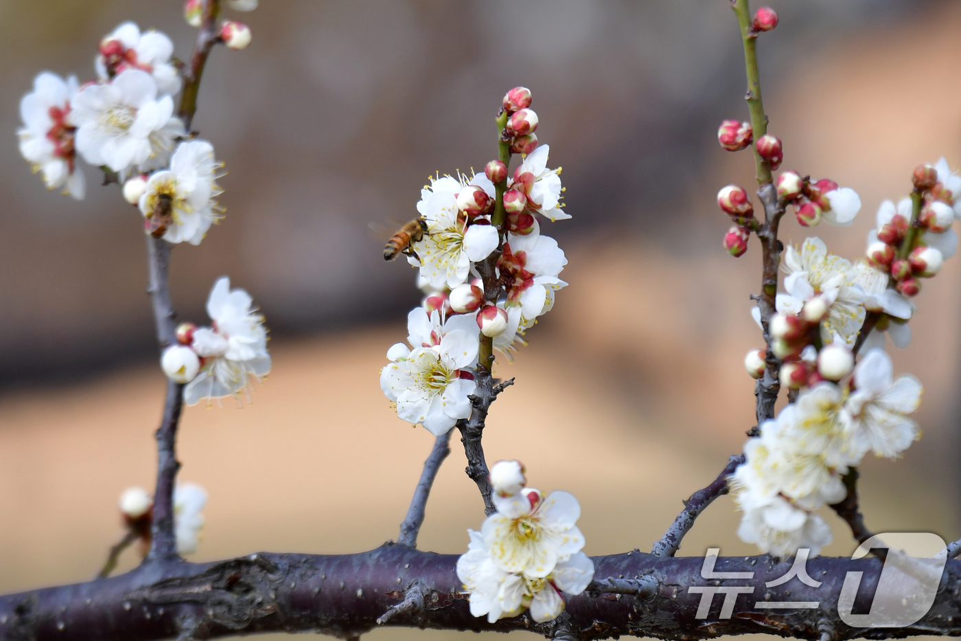 (포항=뉴스1) 최창호 기자 = 22일 오후 경북 포항시 장성동 야산에서 꿀벌들이 매화꽃으로 날아들고 있다. 2026.2.22/뉴스1