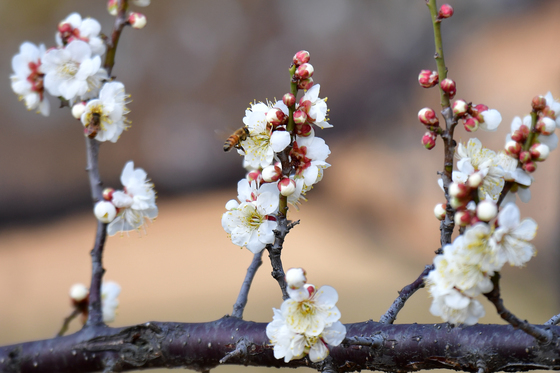 매화꽃 속에 숨은 꿀벌