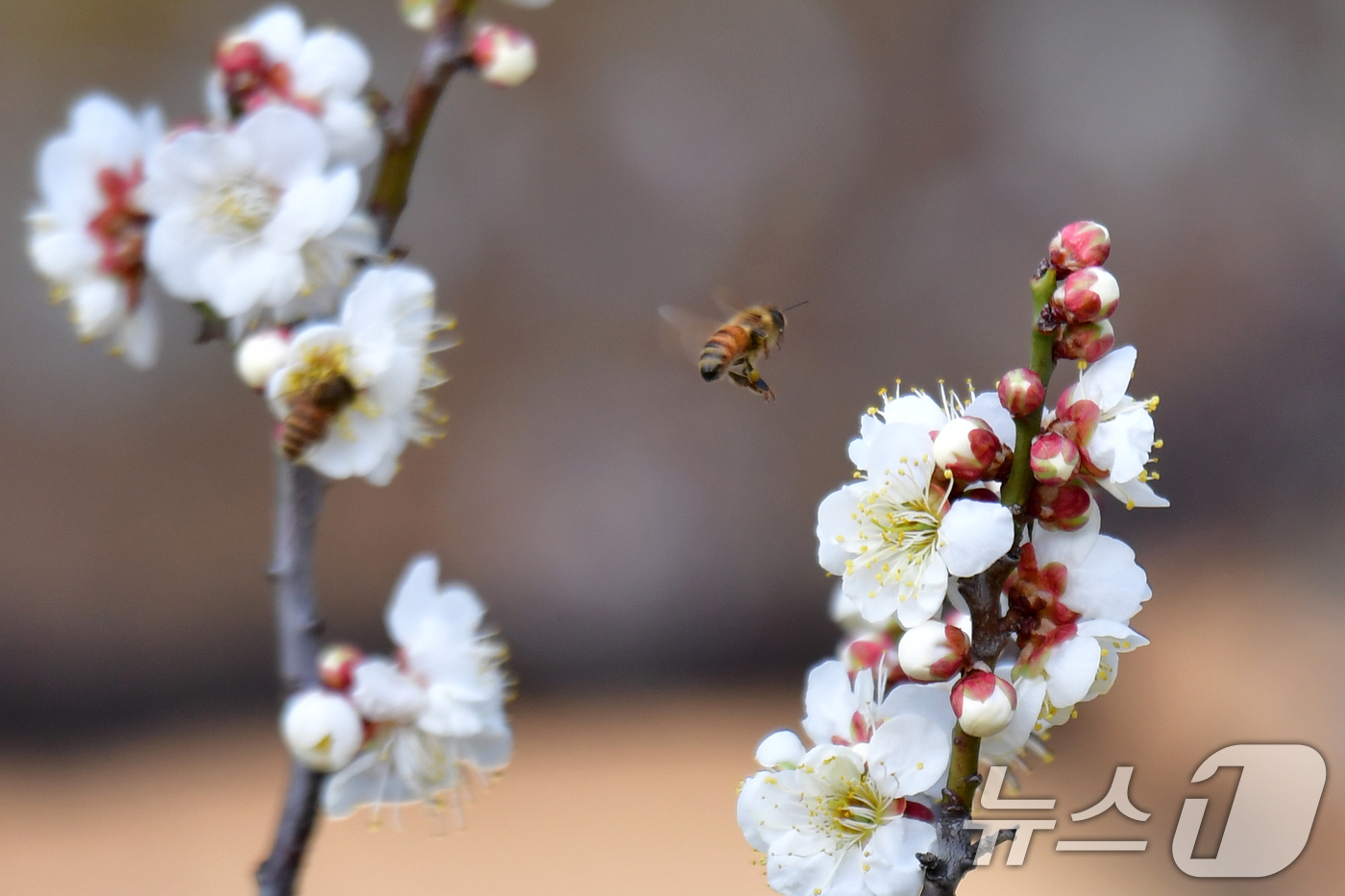 (포항=뉴스1) 최창호 기자 = 22일 오후 경북 포항시 장성동 야산에서 꿀벌들이 매화꽃으로 날아들고 있다. 2026.2.22/뉴스1