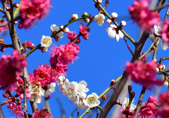 금요일·다음주 초 곳곳 비소식…기온은 부쩍 올라 큰 일교차 '환절기'