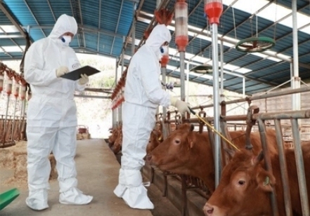 충북도, 구제역 백신 조기 접종…33만 마리 대상