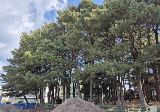 원안 유지·도로 축소·공원화…서귀포우회도로 3개 대안 마련