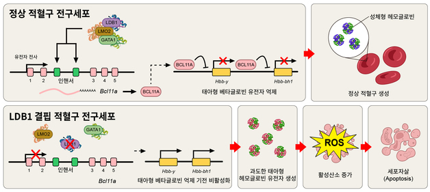 난치성 빈혈 치료 새 전기…헤모글로빈 전환 조절 핵심 단백질 규명