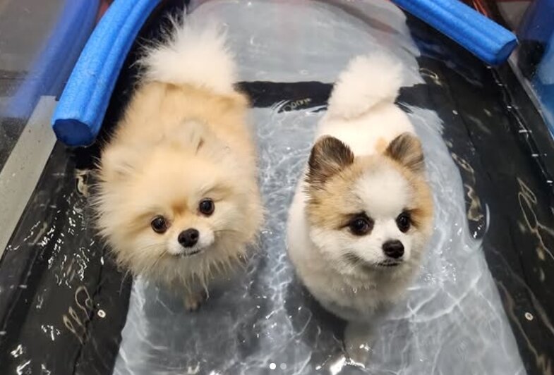 본문 이미지 - 수중 재활치료를 받는 반려견들(바르고바르개 제공) ⓒ 뉴스1