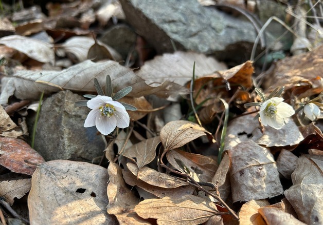 "봄이 왔어요"…변산반도국립공원에 봄의 전령 '변산바람꽃' 활짝