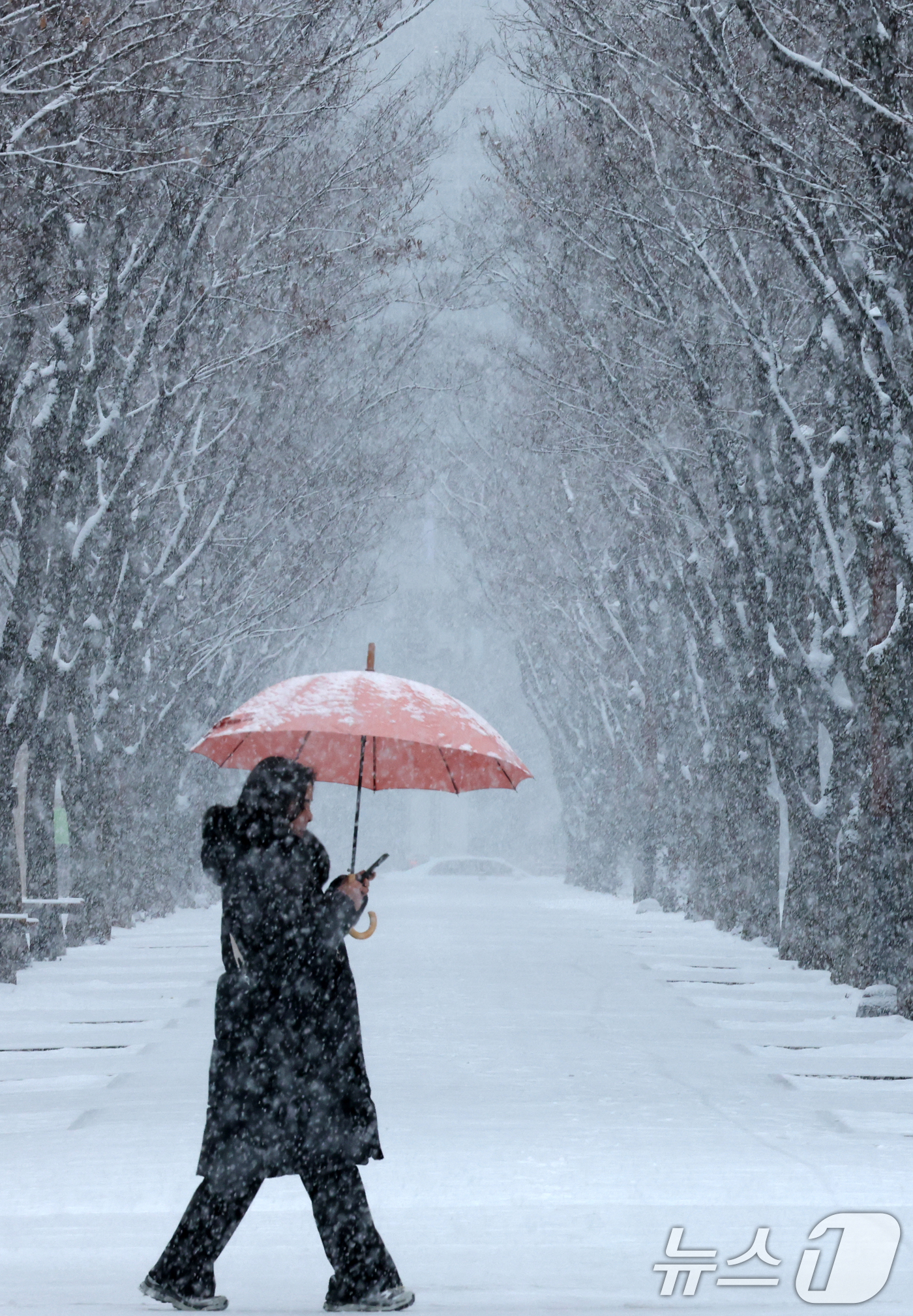 (대전=뉴스1) 김기태 기자 = 대전과 충청지역 곳곳에 대설주의보가 발효된 24일 대전 서구 보라매공원에서 시민들이 우산을 쓰고 지나고 있다. 2026.2.24/뉴스1