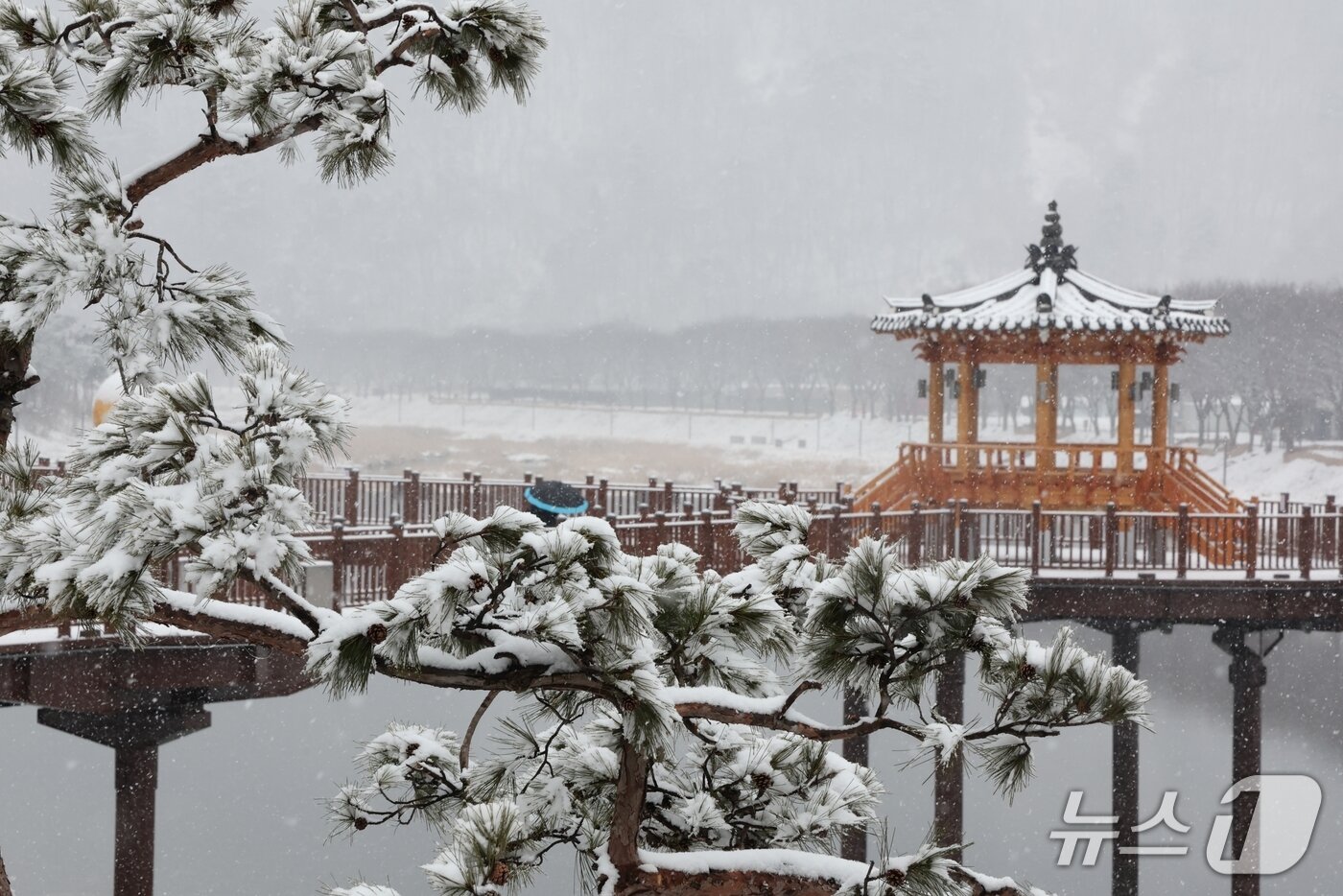 본문 이미지 - 대설주의보가 내린 24일 하얀 눈이 소복이 내려앉은 충북 괴산군 동진천 옆  정자와 소나무길이 겨울 정취를 물씬 풍기고 있다.(괴산군 제공, 재판매 및 DB금지)/뉴스1