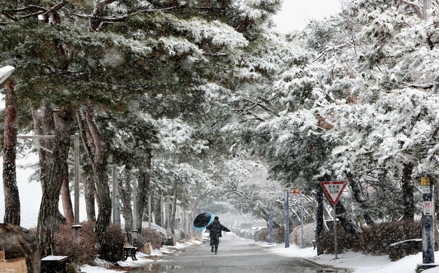[풍경] 설경 속 고요…괴산 동진천 소나무길에 내려앉은 겨울