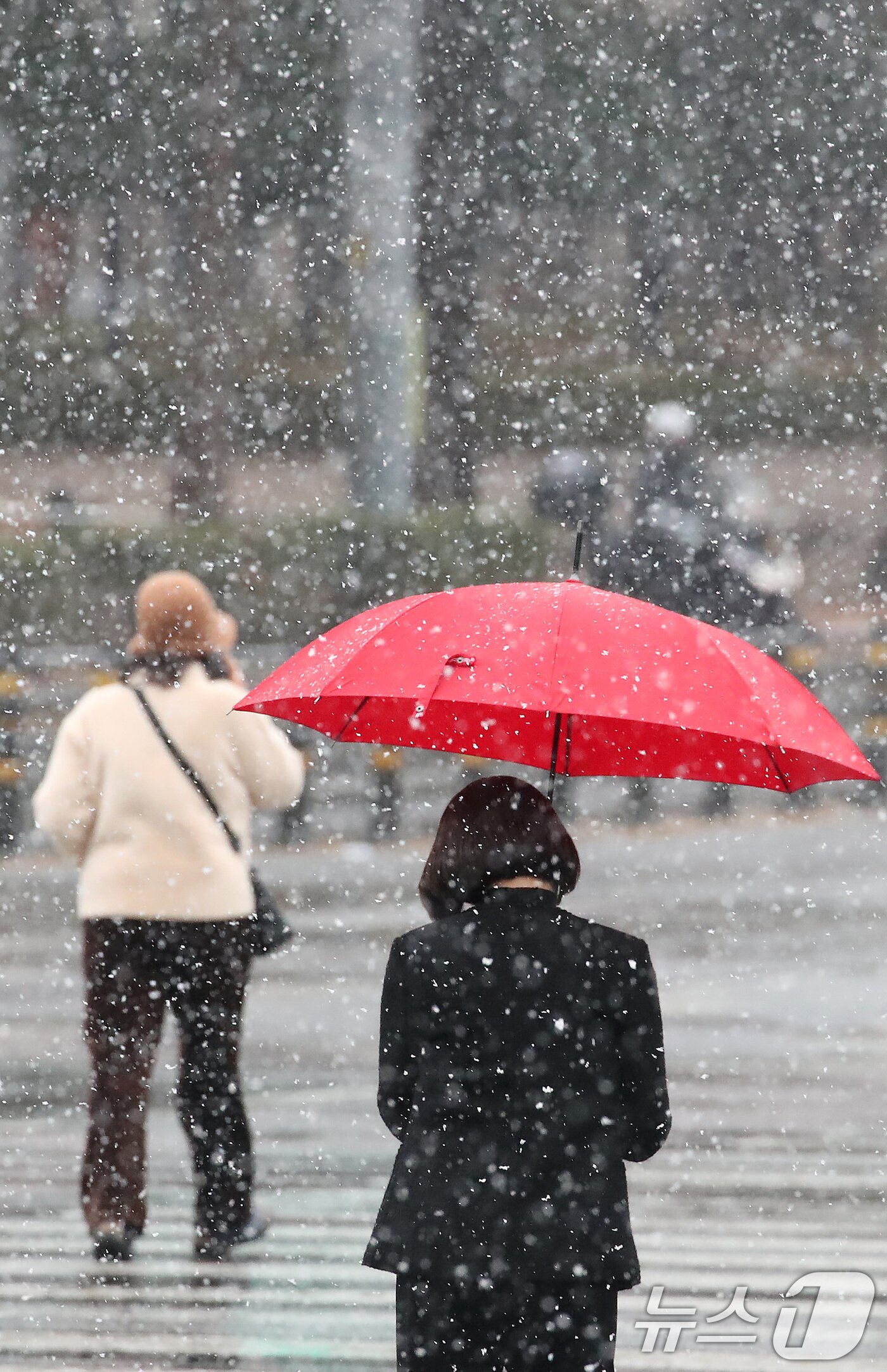 본문 이미지 - 24일 오후 대구 수성구 대구은행네거리 인근에 갑작스레 많은 눈이 내리자, 우산을 쓴 시민들이 발걸음을 재촉하고 있다. 2026.2.24 ⓒ 뉴스1 공정식 기자