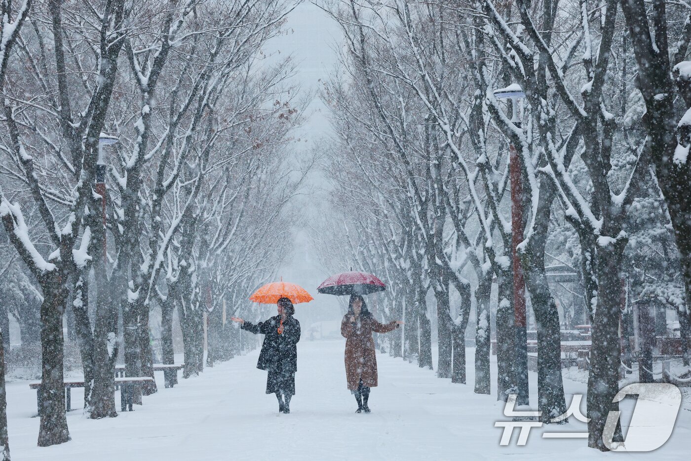 본문 이미지 - 대전과 충청지역 곳곳에 대설주의보가 발효된 24일 오전 대전 서구 보라매공원에서 시민들이 우산을 쓰고 지나고 있다. 2026.2.24 ⓒ 뉴스1 김기태 기자