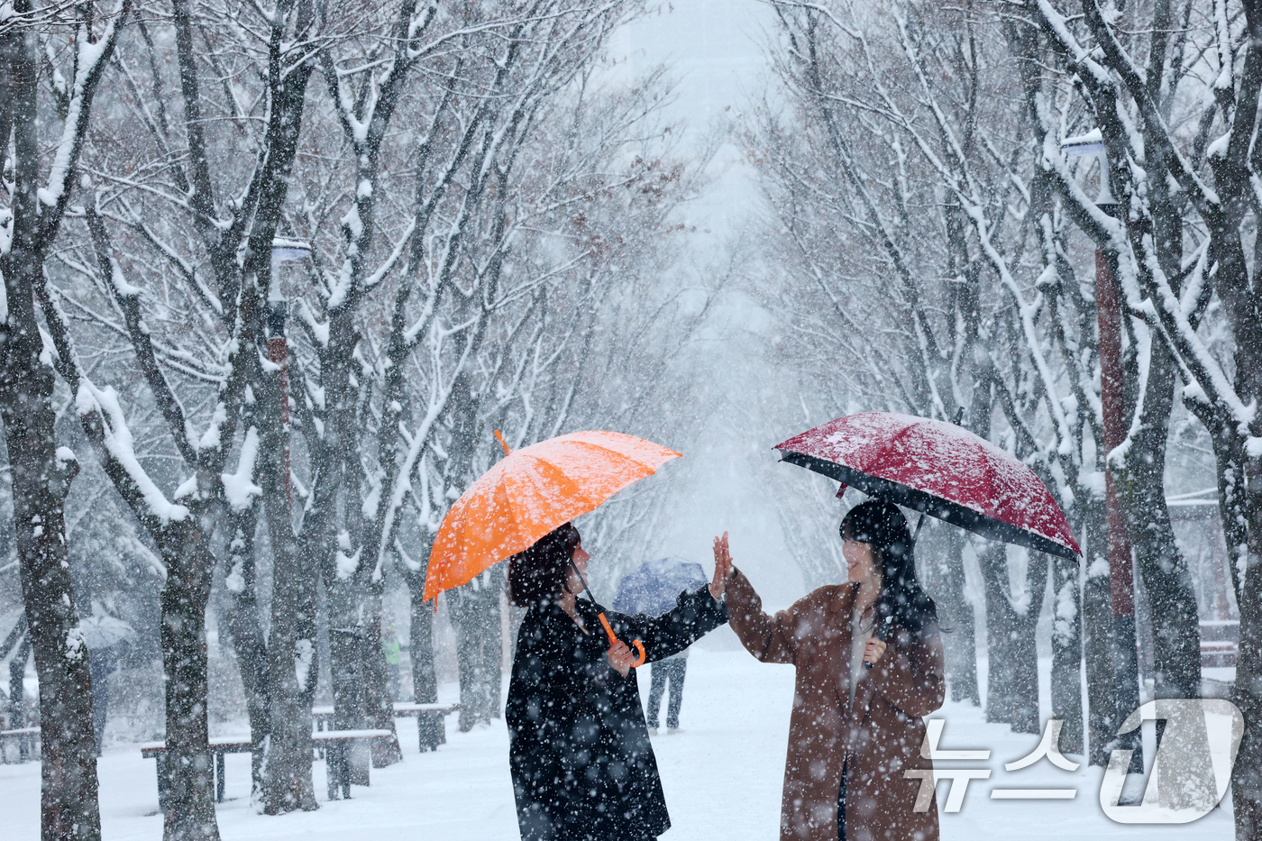 (대전=뉴스1) 김기태 기자 = 대전과 충청지역 곳곳에 대설주의보가 발효된 24일 오전 대전 서구 보라매공원에서 시민들이 우산을 쓰고 지나고 있다. 2026.2.24/뉴스1