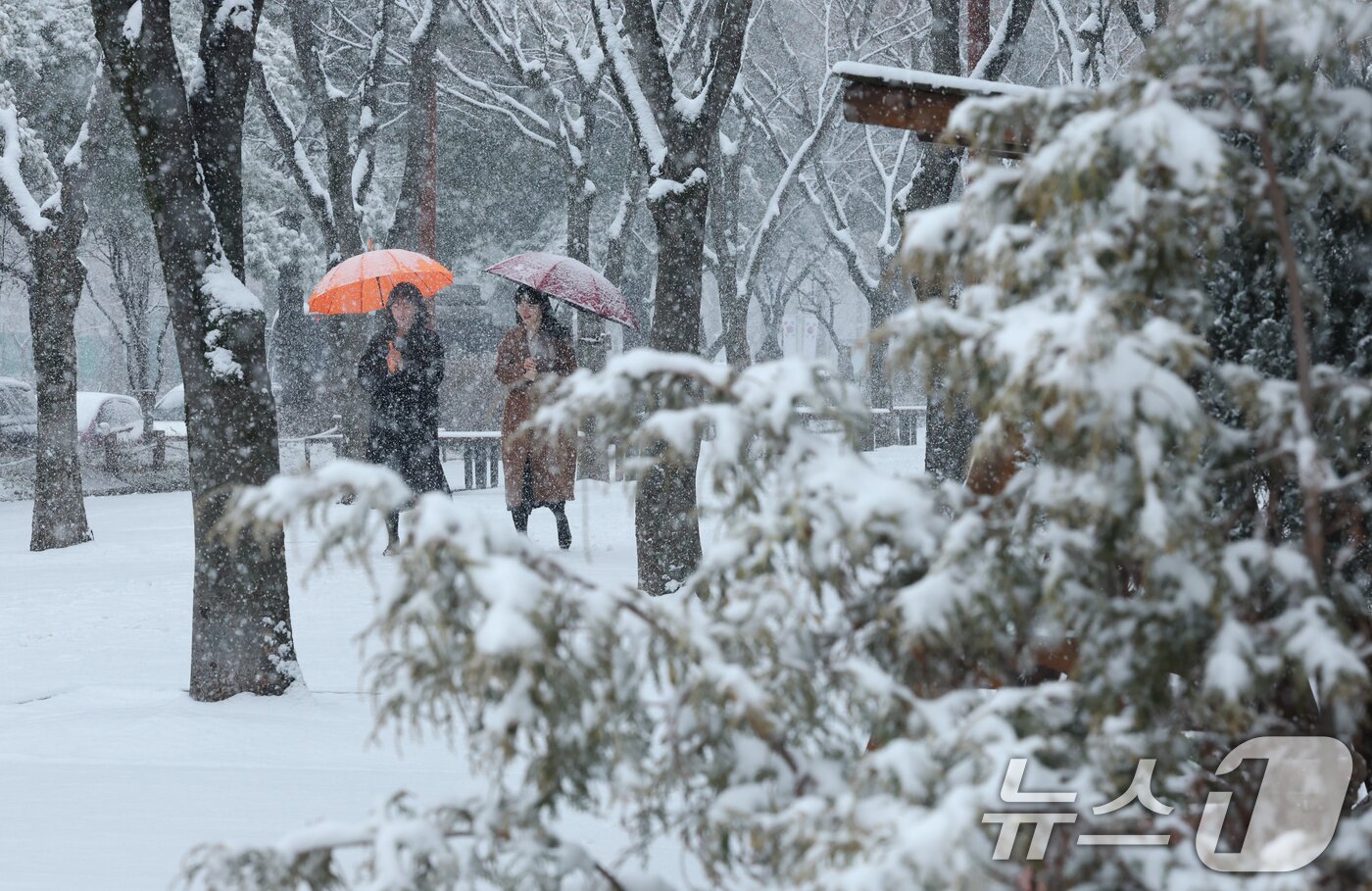본문 이미지 - 대전과 충청지역 곳곳에 대설주의보가 발효된 24일 오전 대전 서구 보라매공원에서 시민들이 우산을 쓰고 지나고 있다. 2026.2.24 ⓒ 뉴스1 김기태 기자