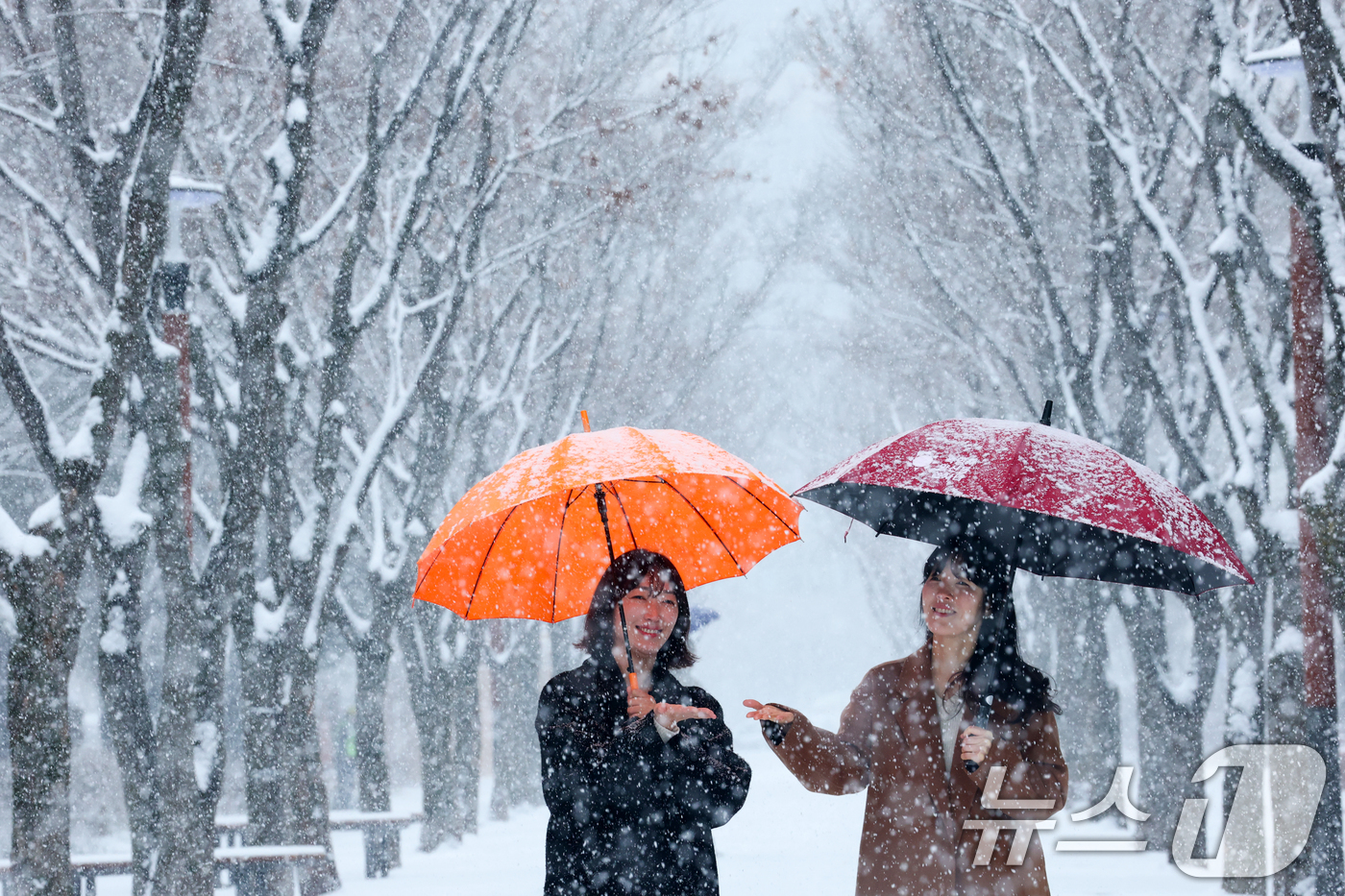(대전=뉴스1) 김기태 기자 = 대전과 충청지역 곳곳에 대설주의보가 발효된 24일 오전 대전 서구 보라매공원에서 시민들이 우산을 쓰고 지나고 있다.  2026.2.24/뉴스1