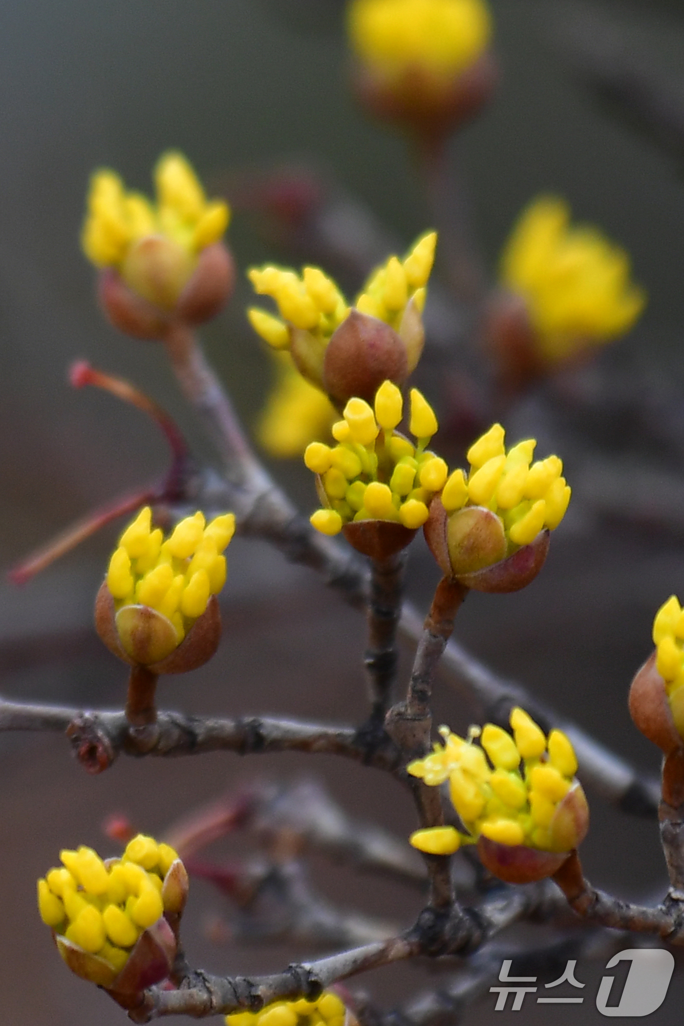 (포항=뉴스1) 최창호 기자 = 25일 경북 포항시 남구 철길 숲 도로 인근에서 산수유가 꽃망울을 터뜨리고 있다. 2026.2.25/뉴스1