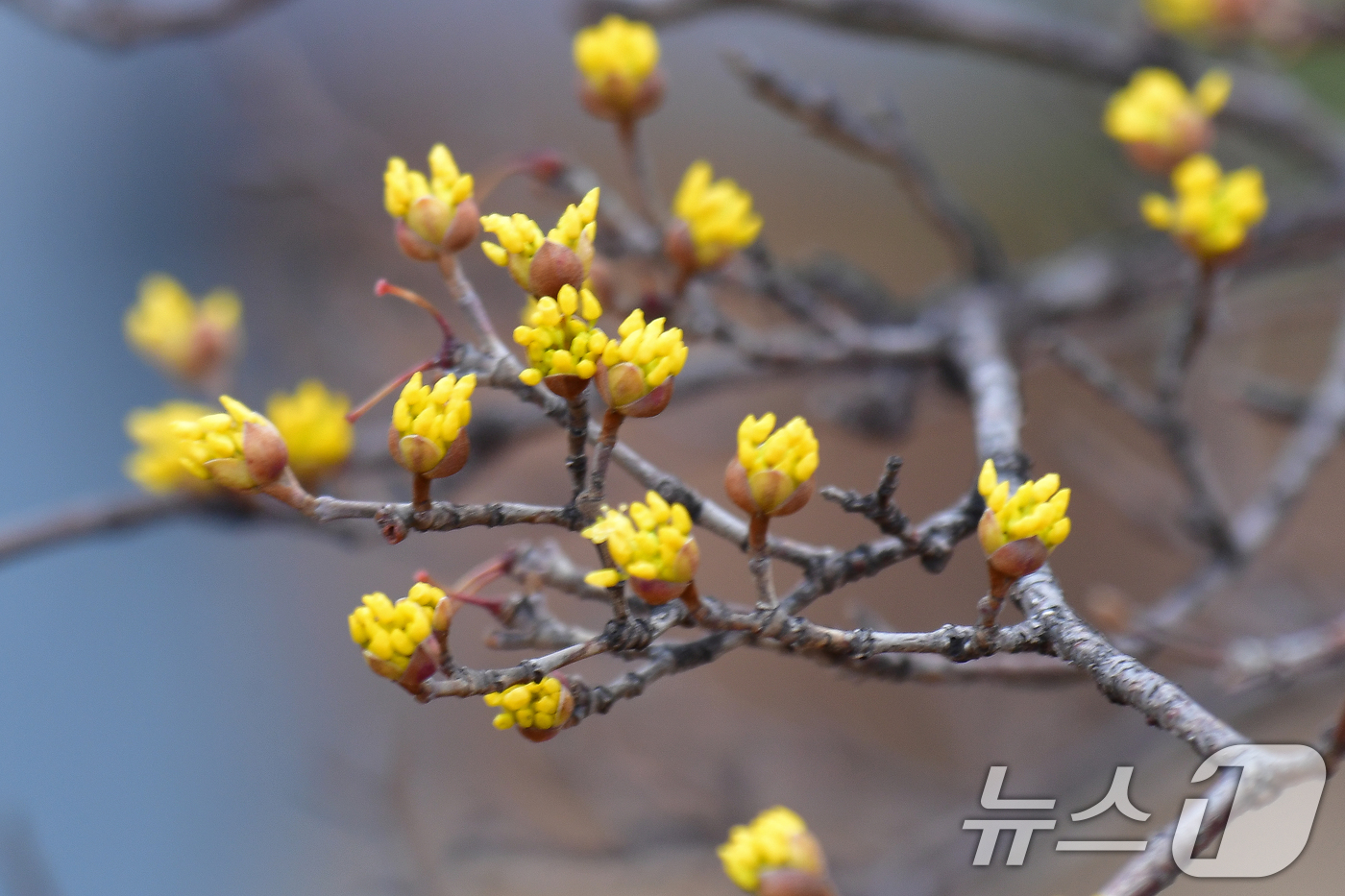 (포항=뉴스1) 최창호 기자 = 25일 경북 포항시 남구 철길 숲 도로 인근에서 산수유가 꽃망울을 터뜨리고 있다.  2026.2.25/뉴스1