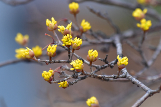 꽃망울 터뜨린 산수유