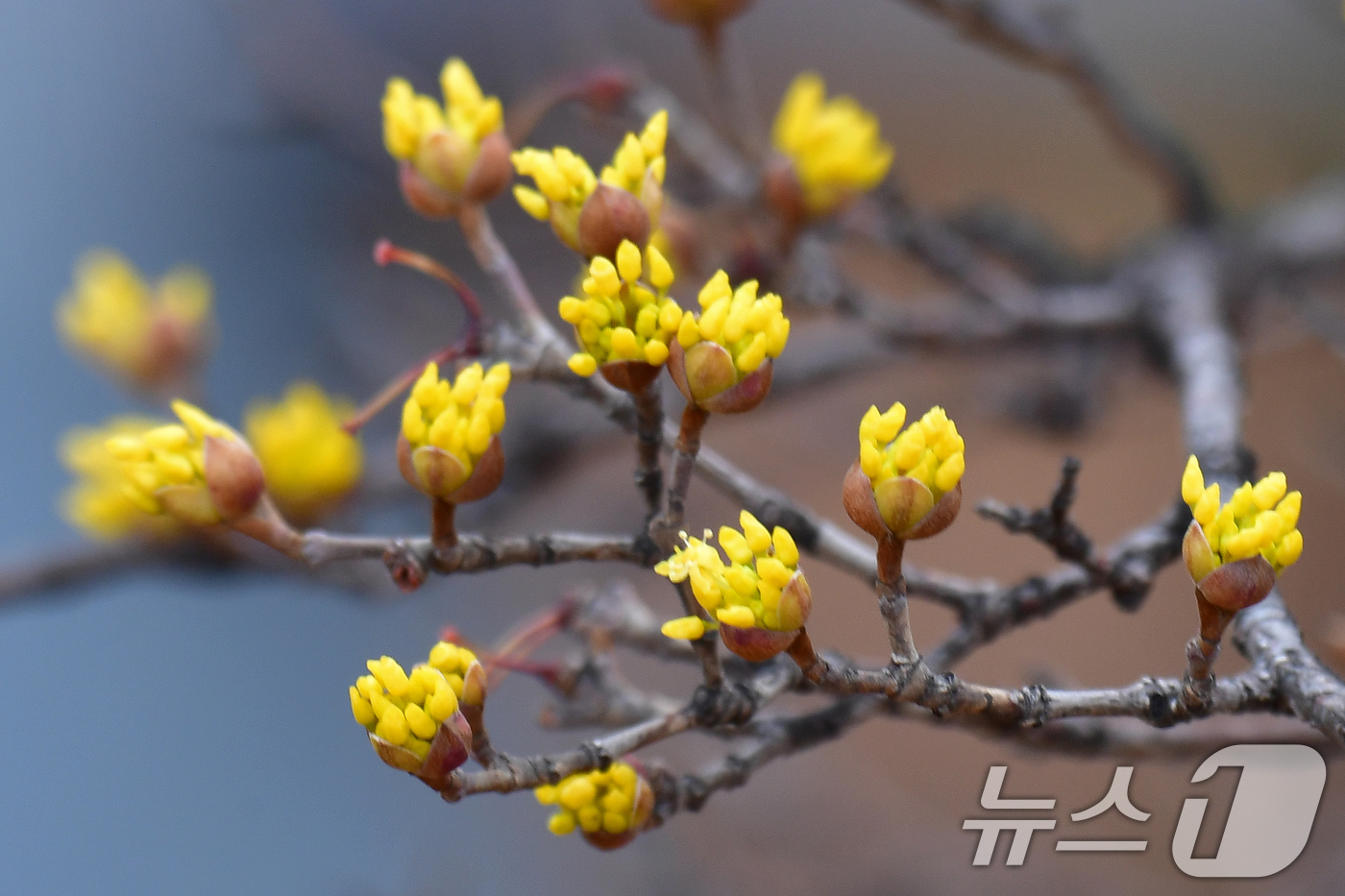 (포항=뉴스1) 최창호 기자 = 25일 경북 포항시 남구 철길 숲 도로 인근에서 산수유가 꽃망울을 터뜨리고 있다. 2026.2.25/뉴스1
