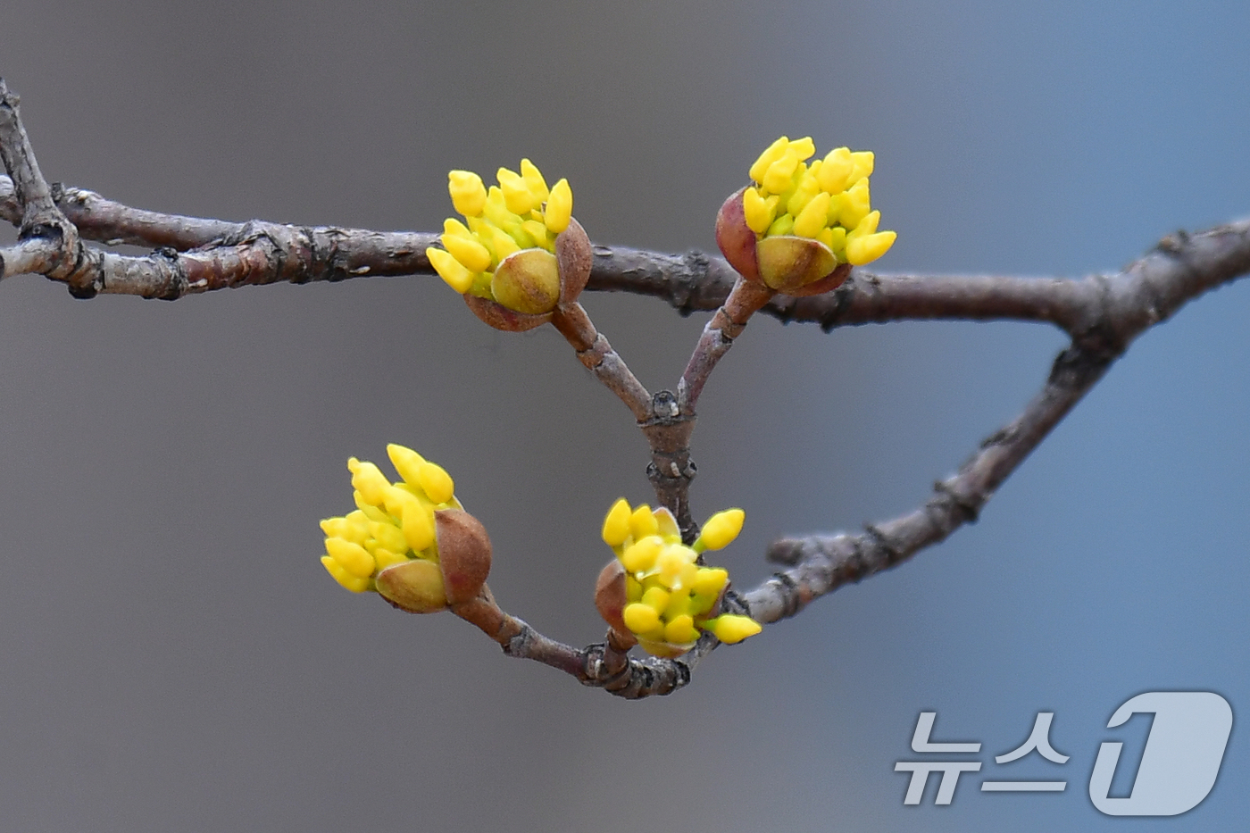 (포항=뉴스1) 최창호 기자 = 25일 경북 포항시 남구 철길 숲 도로 인근에서 산수유가 꽃망울을 터뜨리고 있다. 2026.2.25/뉴스1