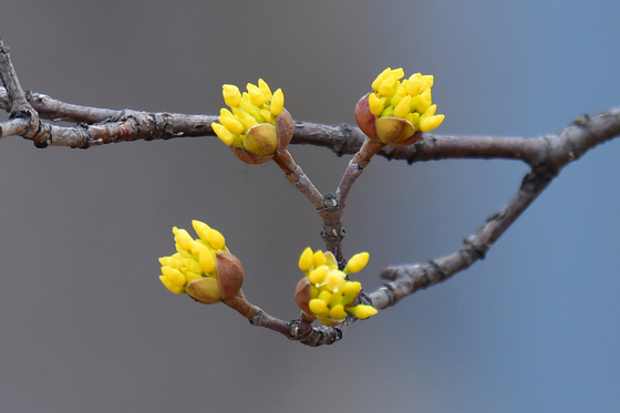 봄 소식 전하는 산수유 꽃