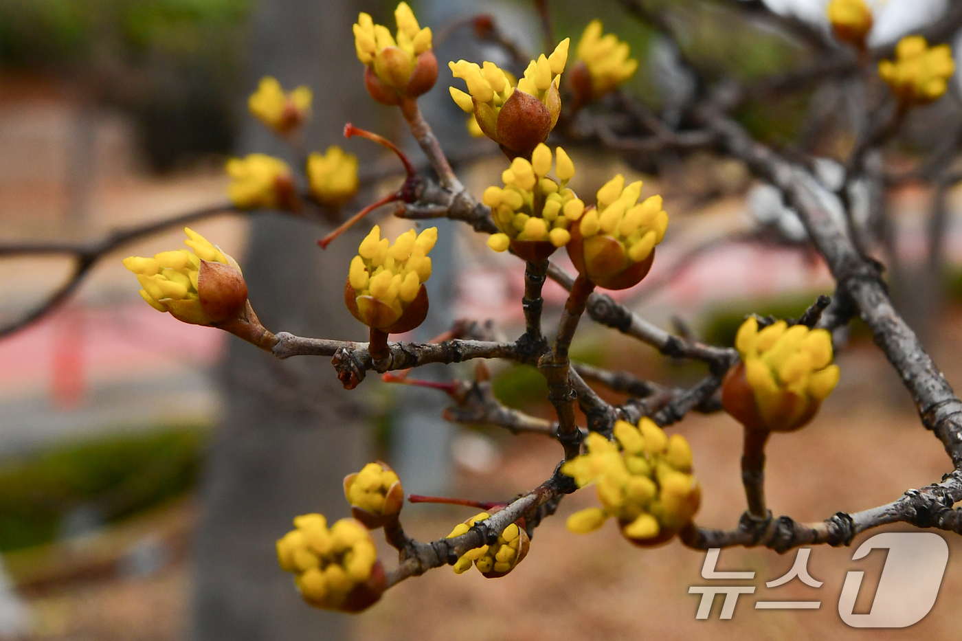 (포항=뉴스1) 최창호 기자 = 25일 경북 포항시 남구 철길 숲 도로 인근에서 산수유가 꽃망울을 터뜨리고 있다. 2026.2.25/뉴스1