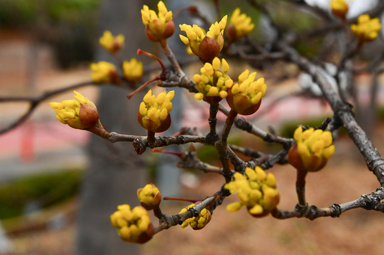 봄 기운 전하는 산수유