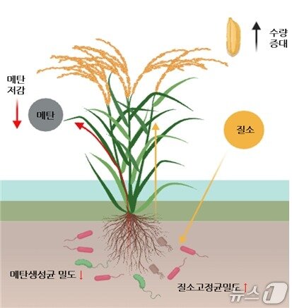 본문 이미지 - 저메탄 벼 '감탄'의 유전자–미생물 상호작용 모식도(생명연 제공) /뉴스1