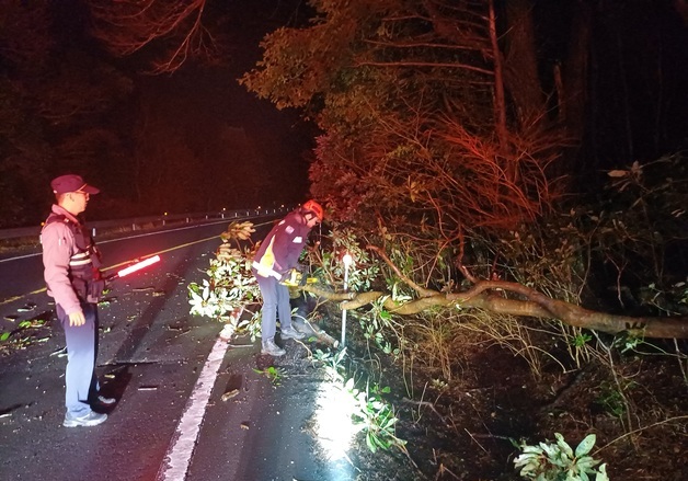 나무 쓰러지고 건물 외벽 떨어지고…제주 강풍 피해 잇따라