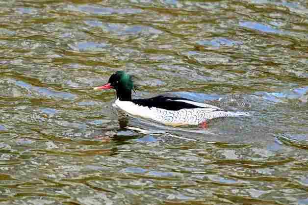 성동구 중랑천 '호사비오리' 3년 연속 포착…하천복원 성과