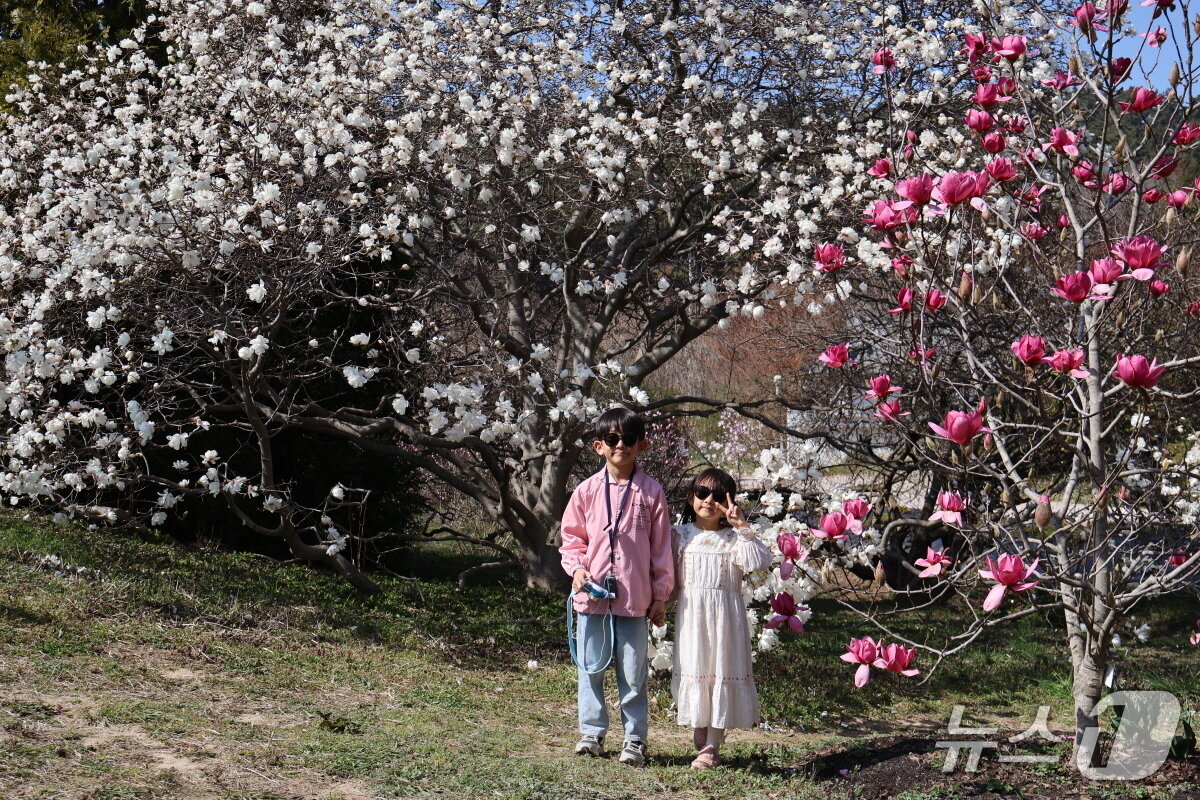 본문 이미지 - 지난해 열린 천리포수목원 목련축제에서 어린이 탐방객들이 화려한 목련 나무 사이로 포즈를 취하고 있다.(수목원 제공. 재판매 및 DB금지)2026.2.25/뉴스1