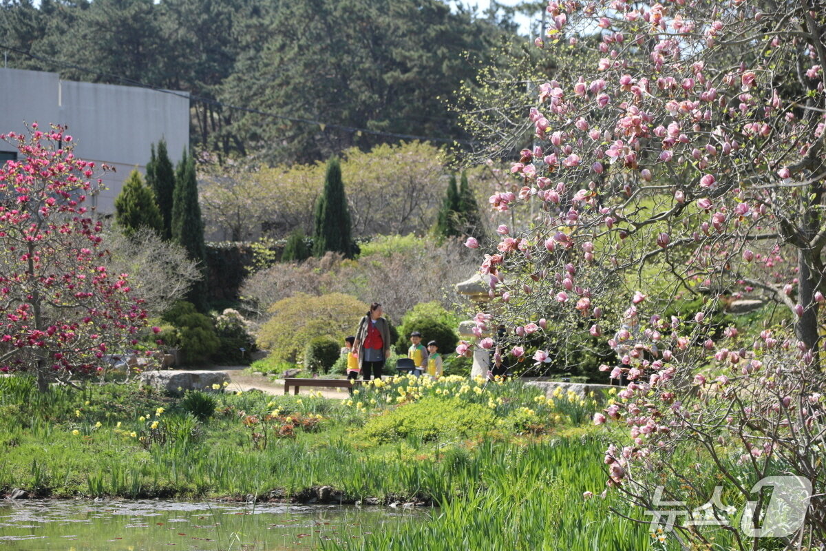 본문 이미지 - 지난해 열린 천리포수목원 목련축제에서 탐방객들이 수목원 산책로를 거닐며 봄을 만끽하고 있다.(수목원 제공. 재판매 및 DB금지)2026.2.25/뉴스1