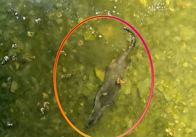 괴산 도심 동진천서 천연기념물 330호 수달 활동 모습 포착