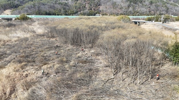 한국수자원공사, 남강댐 버들류 제거로 봄철 꽃씨 날림 민원 해소