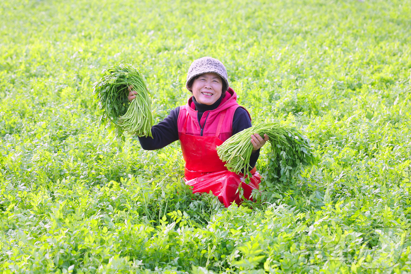 (서울=뉴스1) = 25일 경남 함양군 백전면 백운리 윗 새재농원 시설하우스에서 홍정표 씨가 고랭지 지하암반수로 재배해 수확한 청정 밭미나리를 들어 보이고 있다. (함양군 제공. …