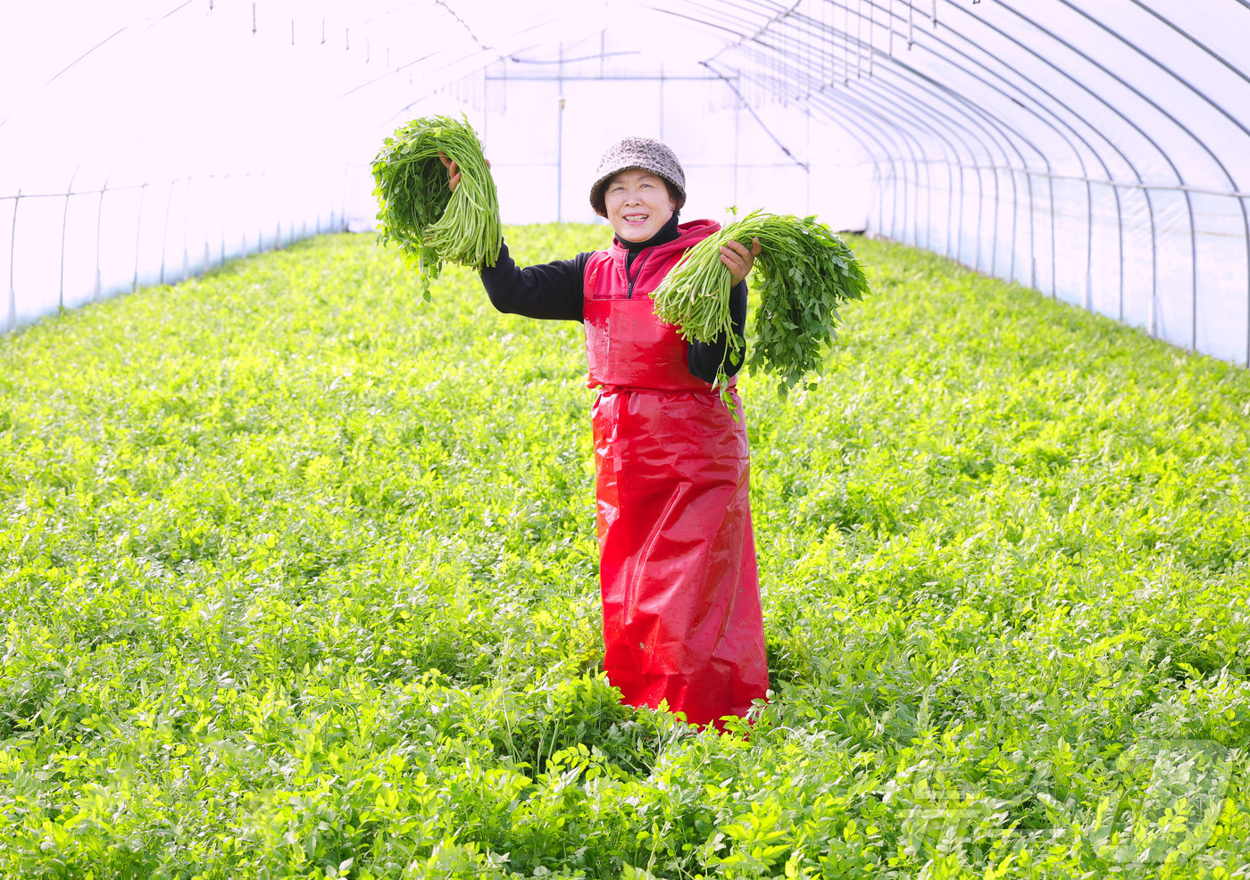(서울=뉴스1) = 25일 경남 함양군 백전면 백운리 윗 새재농원 시설하우스에서 홍정표 씨가 고랭지 지하암반수로 재배해 수확한 청정 밭미나리를 들어 보이고 있다. (함양군 제공. …