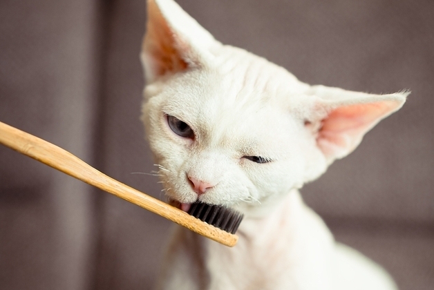 "개·고양이 겸용이라더니"…허브·에센셜 오일, 고양이엔 독 될 수도