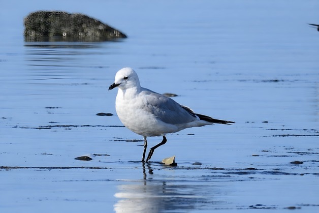 서천 월포갯벌서 국제 멸종위기종 고대갈매기 관찰