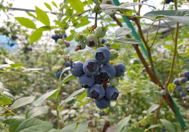 곡성군, 올해 첫 블루베리 수확…"시설 가온재배로 조기 출하"
