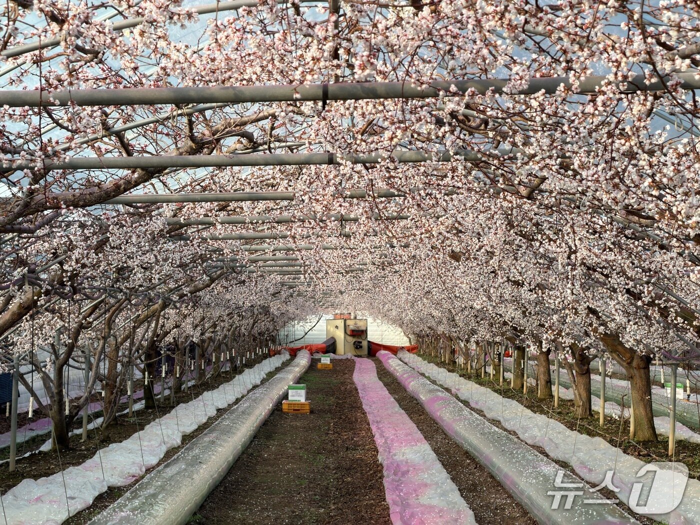 본문 이미지 - 영동군 심천면 용당리 한차우 씨 농가의 시설하우스 내  플럼코트 나무가  꽃을 활짝 피었다. (영동군 제공. 재판매 및 DB금지) /뉴스1