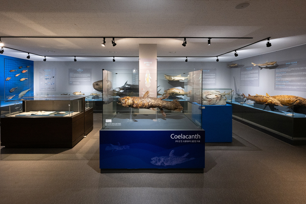 '살아있는 화석' 실러캔스, 부경대 박물관서 만난다