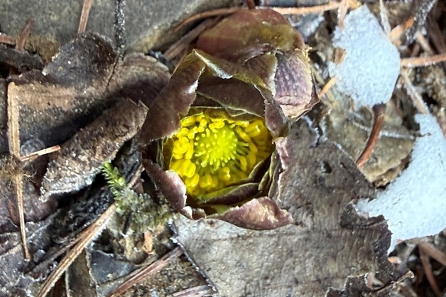[풍경] 증평 좌구산휴양림 봄의 전령사 '복수초' 꽃망울 터뜨려