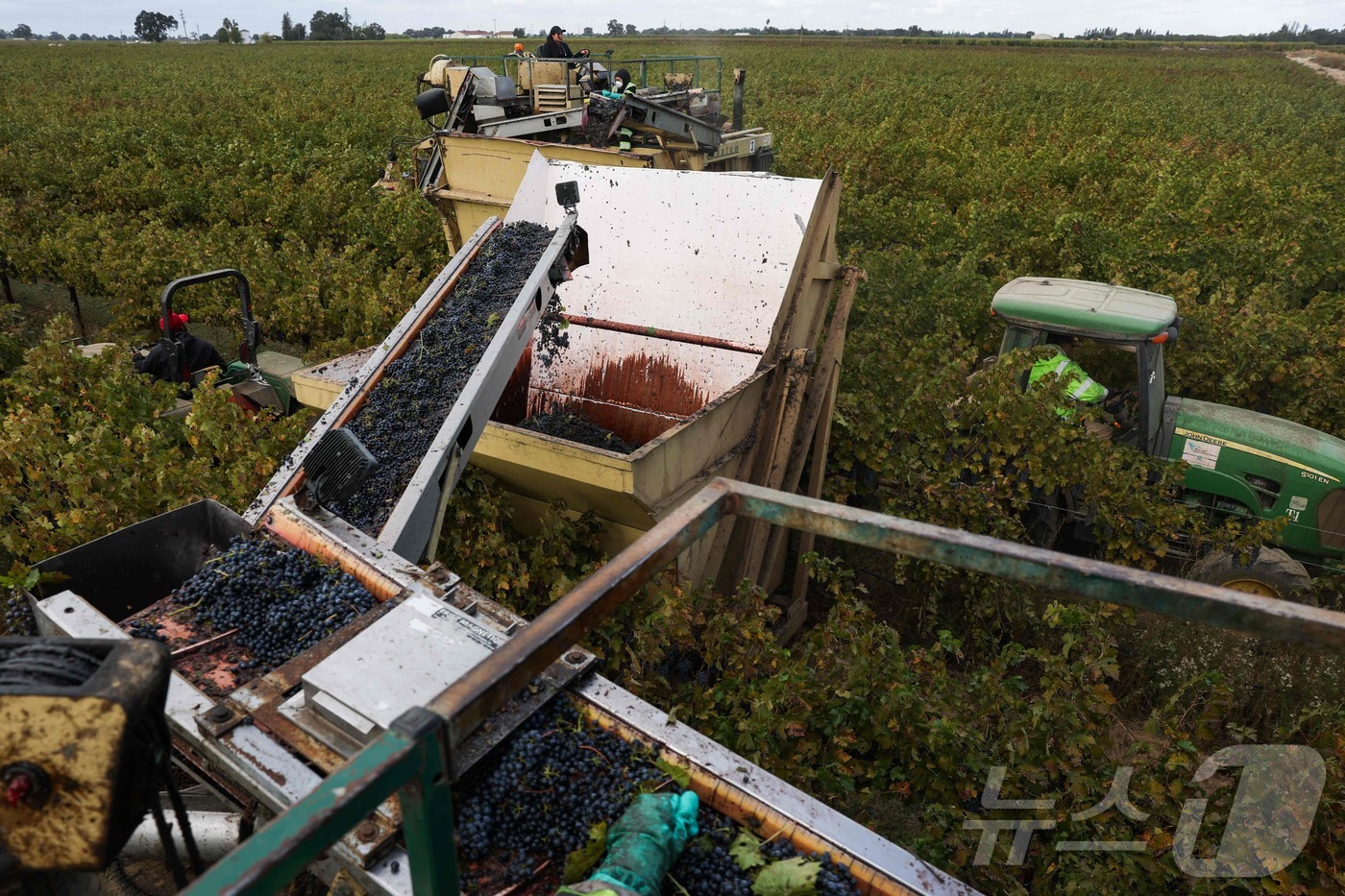 (로디 AFP=뉴스1) 이창규 기자 = 미국 캘리포니아 로디의 센트럴 밸리 포도밭에서 수확 작업이 진행 중이다. 2025.10.19./뉴스1ⓒ AFP=뉴스1