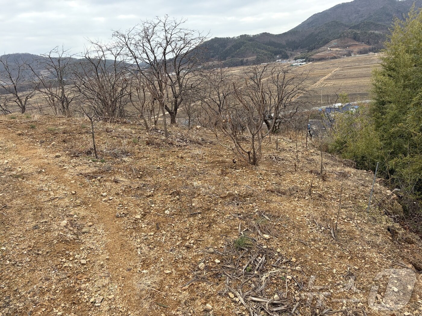 본문 이미지 - 여수시 소라면 현천리에 정원오 성동구청장 명의의 38평 규모 농지. 2026.2.27 ⓒ 뉴스1 김성준 기자