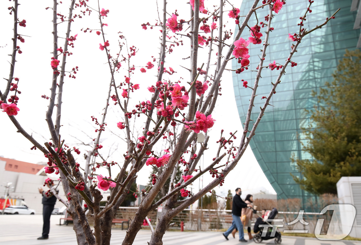 (대구=뉴스1) 공정식 기자 = 26일 대구 도심에서 빨갛게 꽃망울을 터뜨린 홍매화가 봄소식을 전하고 있다. 2026.2.26/뉴스1