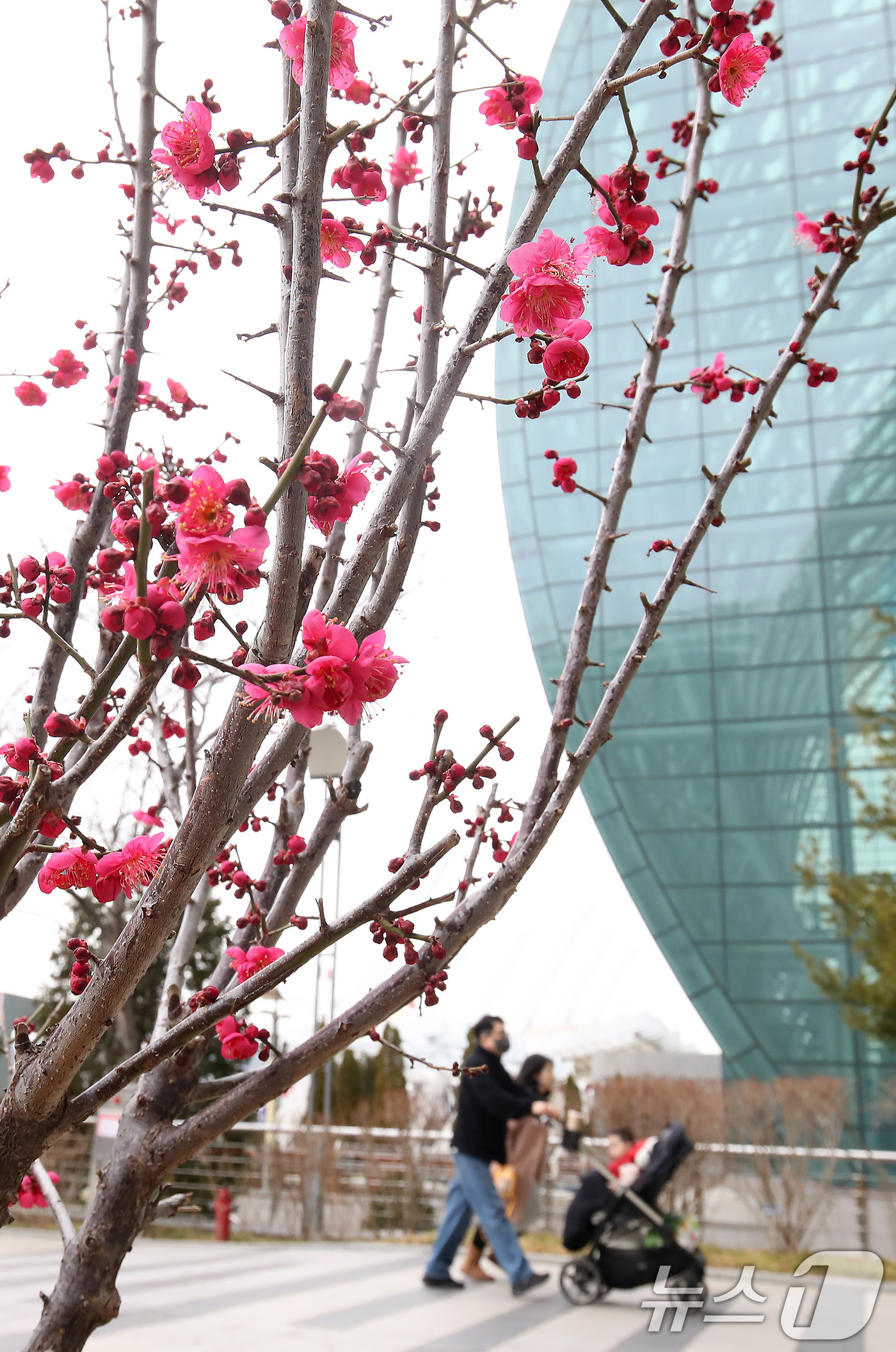 (대구=뉴스1) 공정식 기자 = 26일 대구 도심에서 빨갛게 꽃망울을 터뜨린 홍매화가 봄소식을 전하고 있다. 2026.2.26/뉴스1
