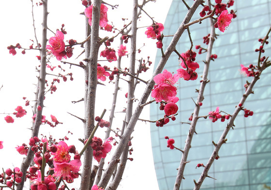 빨갛게 피어난 봄