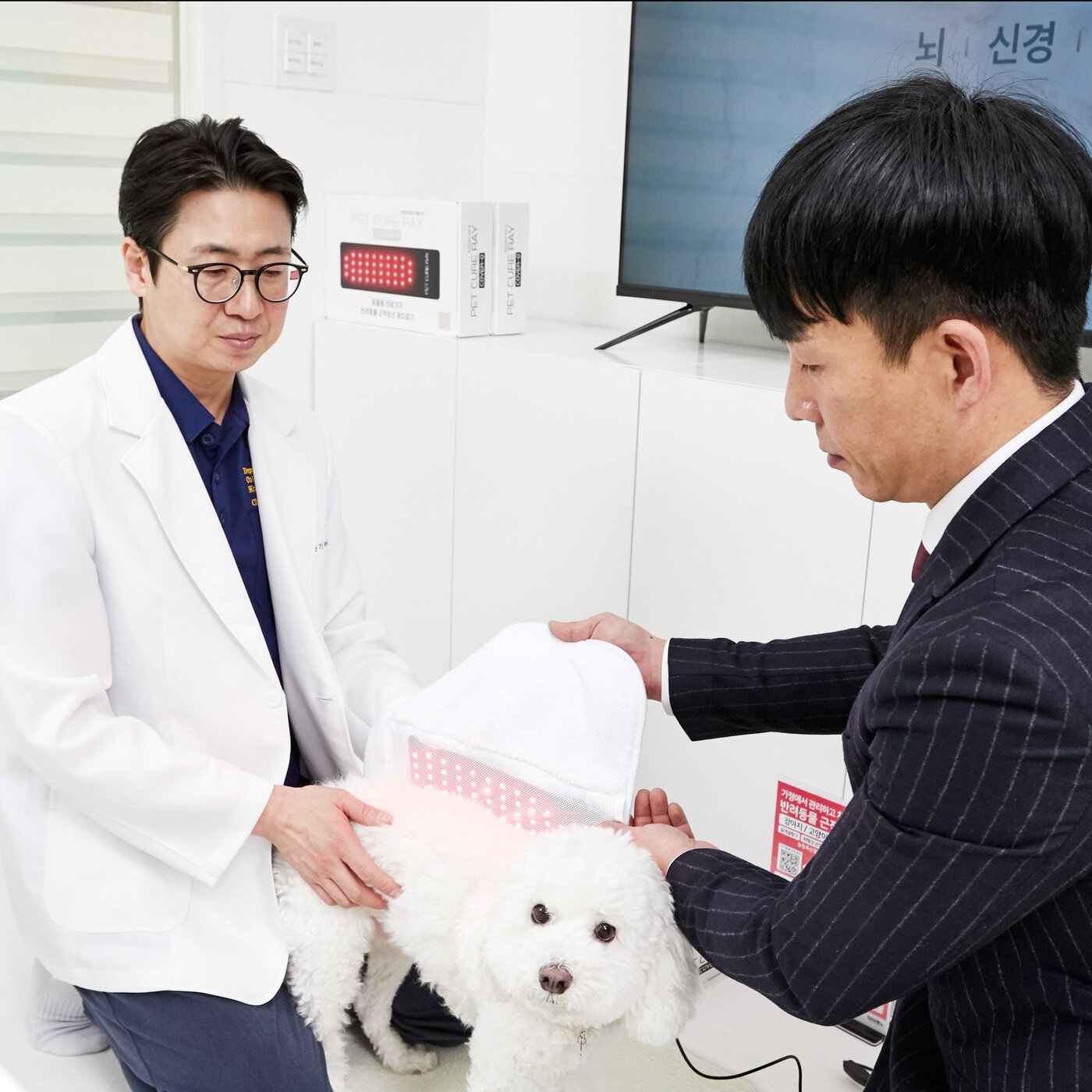 본문 이미지 - 최춘기 이지동물의료센터 대표원장(한국수의재활학회 회장)이 닥터펫의 동물병원 처방 기반 PBMT(광생체조절치료)를 반려견에게 적용하고 있다(닥터펫 제공). ⓒ 뉴스1